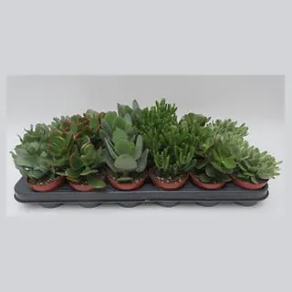 Crassula mix in potmaat 8,5 cm