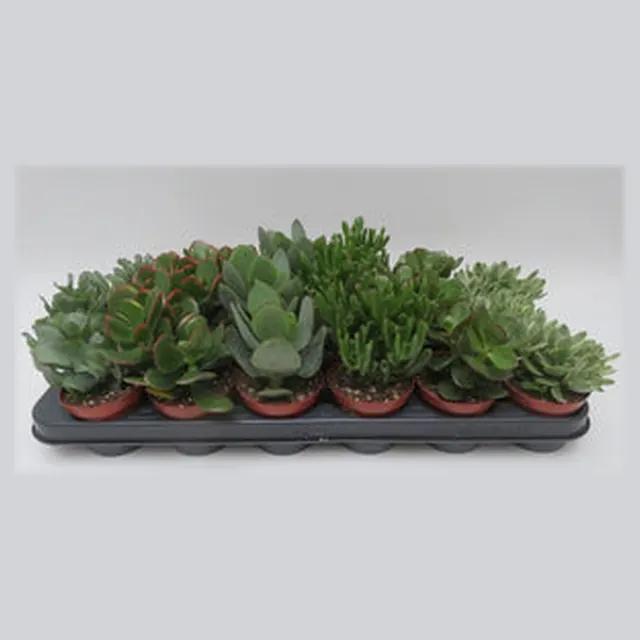 Crassula mix in kweekpotje van 8,5 cm, vetplanten om te personaliseren als bedankje met naam of logo