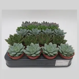 Echeveria mix