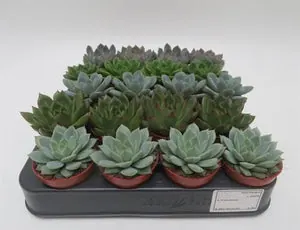 Echeveria mix