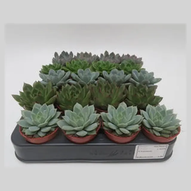 Echeveria mix in kweekpotje van 5,5 cm, vetplanten om te personaliseren als bedankje met naam of logo