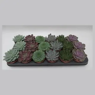 Echeveria mix in potmaat 8,5 cm