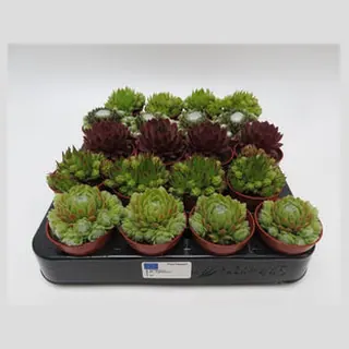 Sempervivum