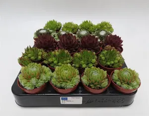 Sempervivum