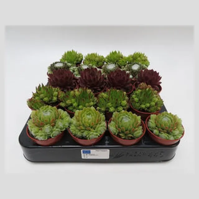Sempervivum in kweekpotje van 5,5 cm, vetplanten om te personaliseren als bedankje met naam of logo