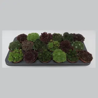Sempervivum in potmaat 8,5 cm