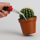 Cactustang