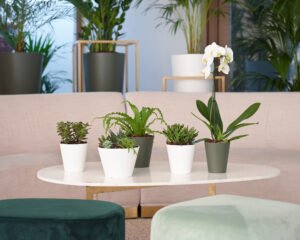 Mini Plants