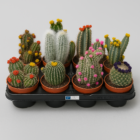 Mix Van Cactussen