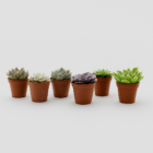 Echeveria