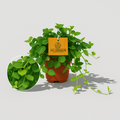 round-leaved-peperomia