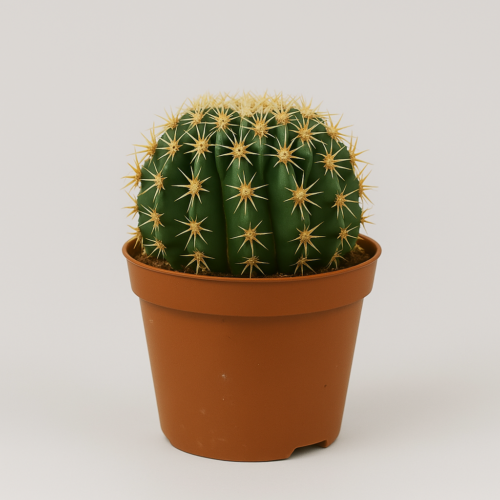 echinocactus