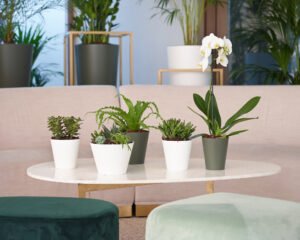 Onderhoudsvriendelijke Planten voor Binnen
