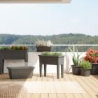 Planten Decoratie