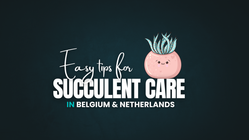 Succulent Care