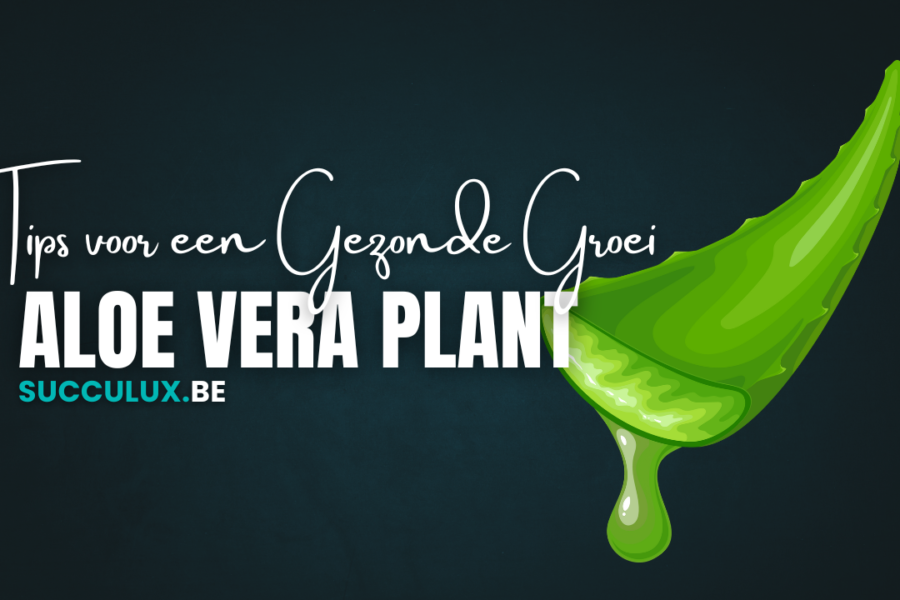 aloe vera plant