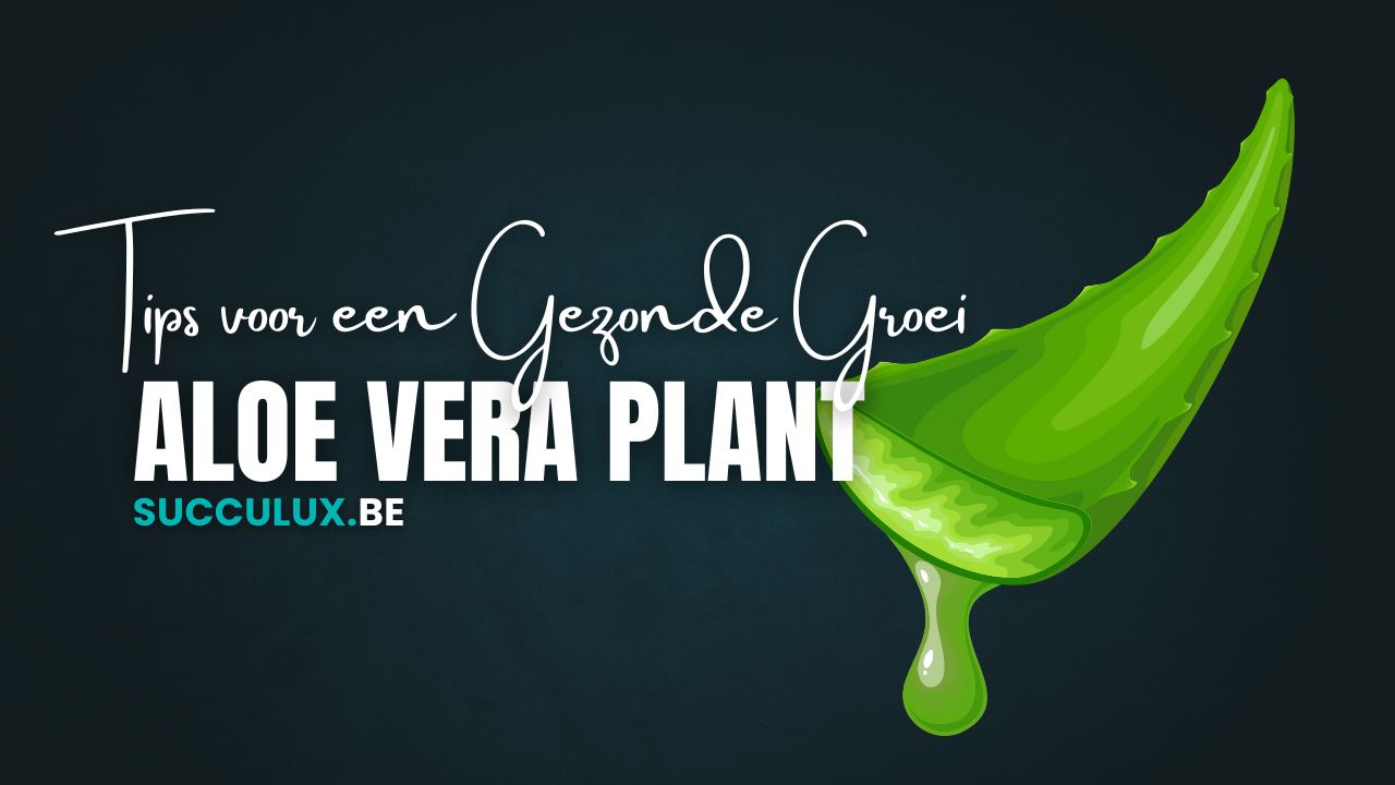 Aloe Vera Plant Verzorging: Tips voor een Gezonde Groei