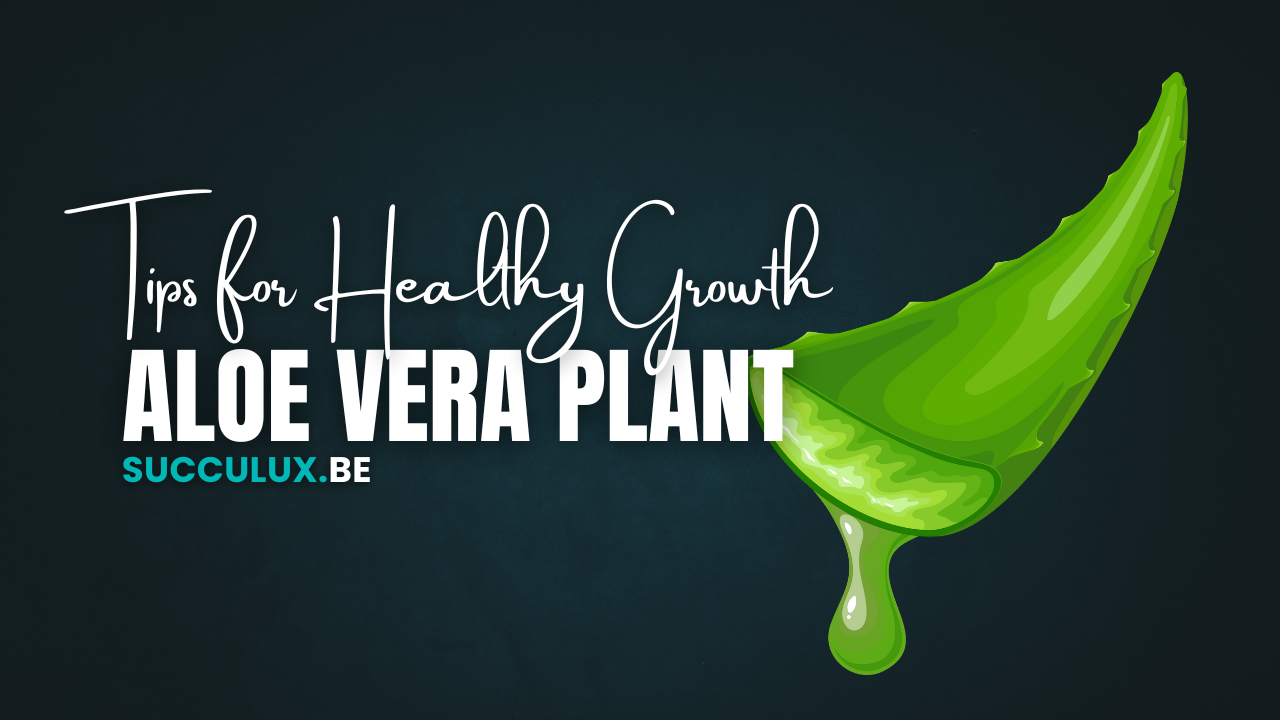 Aloe Vera Plant Care: Tips for Healthy Growth