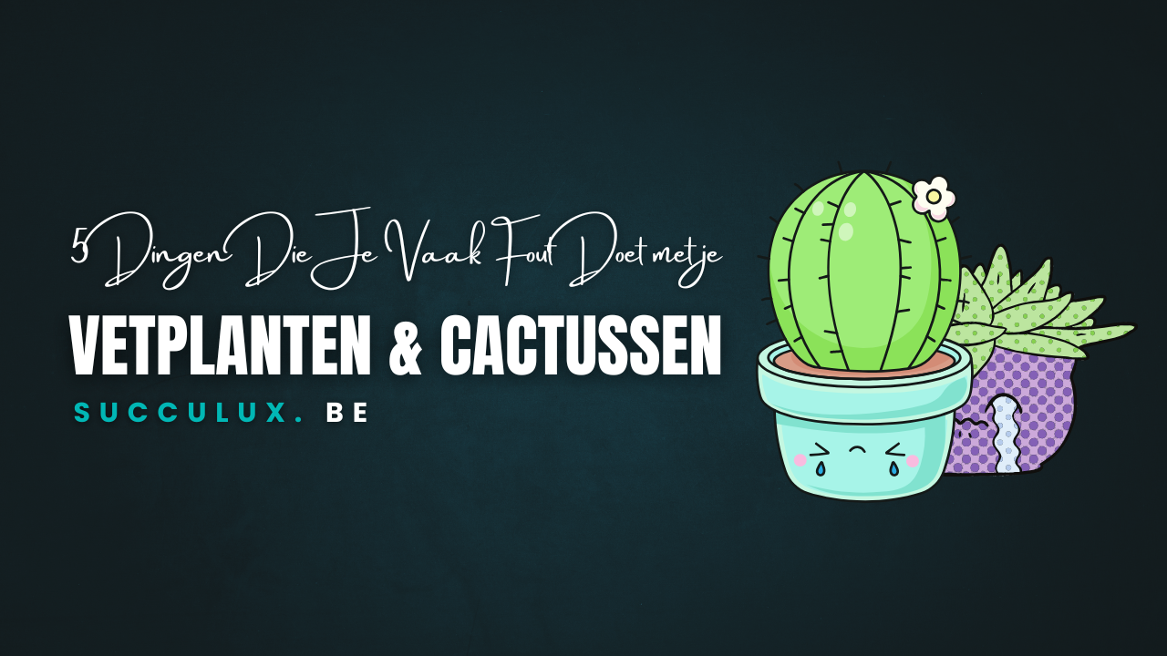 5 Dingen Die Je Vaak Fout Doet met je Vetplanten of Cactussen