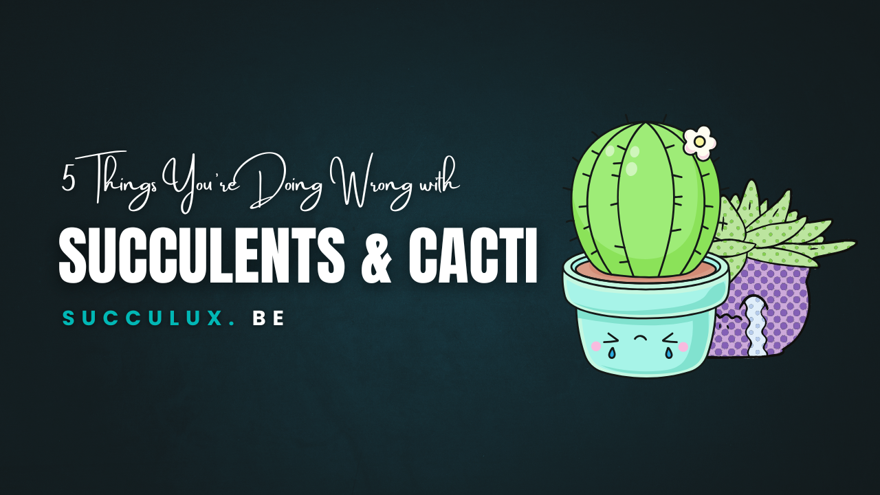 5 Things You’re Doing Wrong with Your Succulents and Cacti