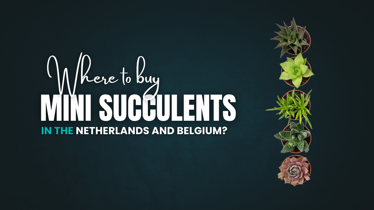 Where to Buy Mini Succulents in the Netherlands and Belgium?