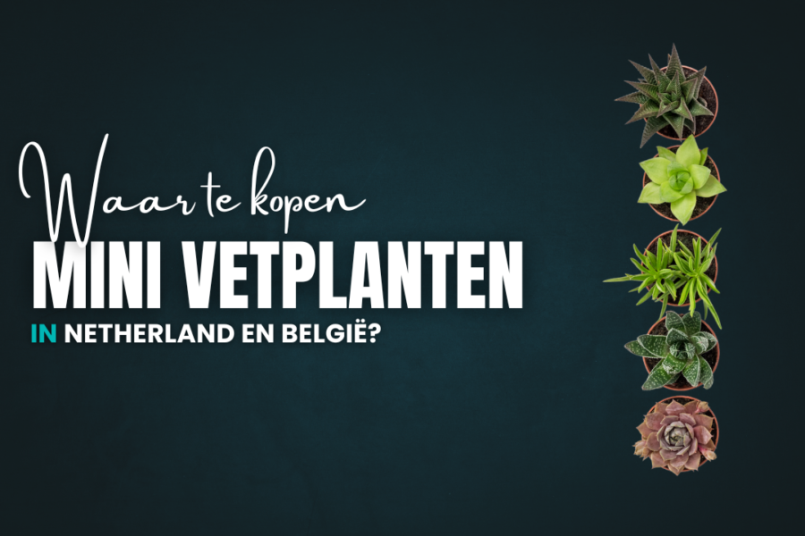 mini vetplanten