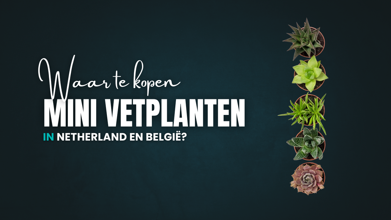 Waar mini vetplantjes kopen in Nederland en België?