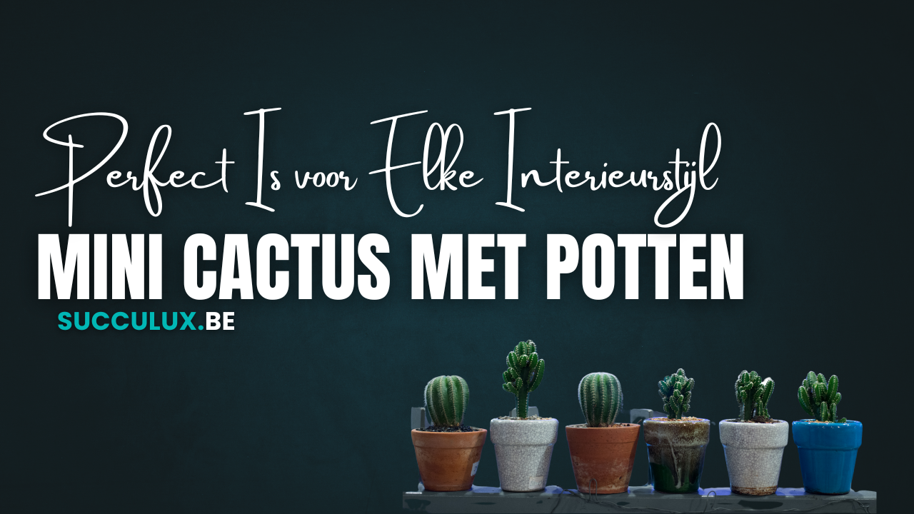 Waarom een Mini Cactus Perfect Is voor Elke Interieurstijl