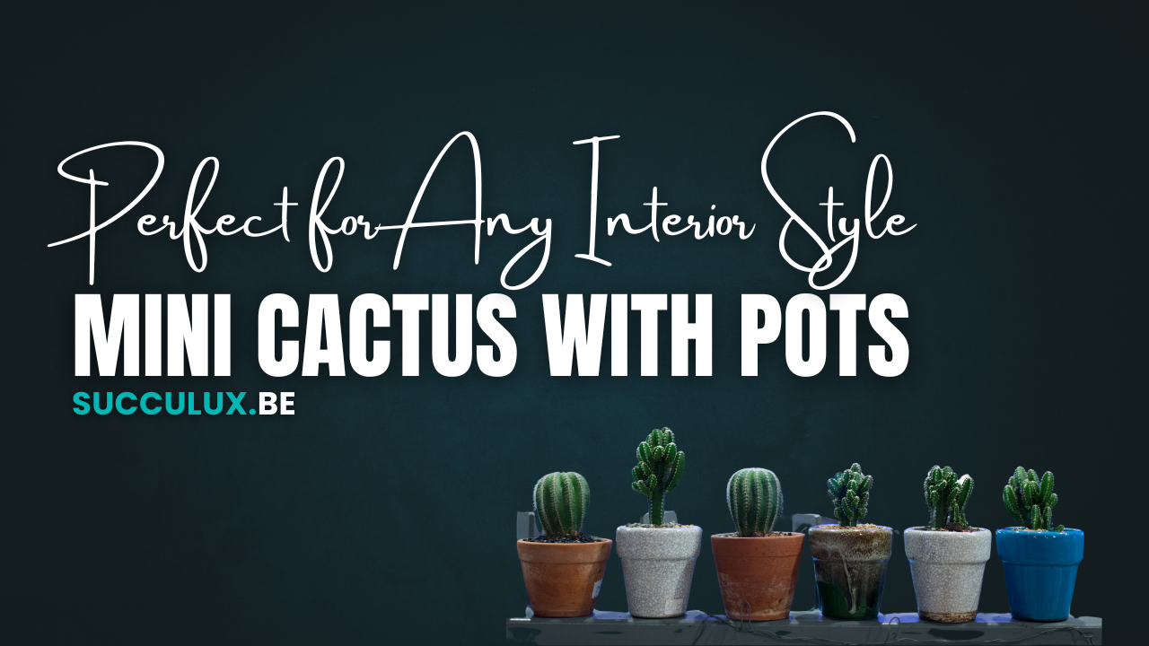 Why a Mini Cactus Is Perfect for Any Interior Style