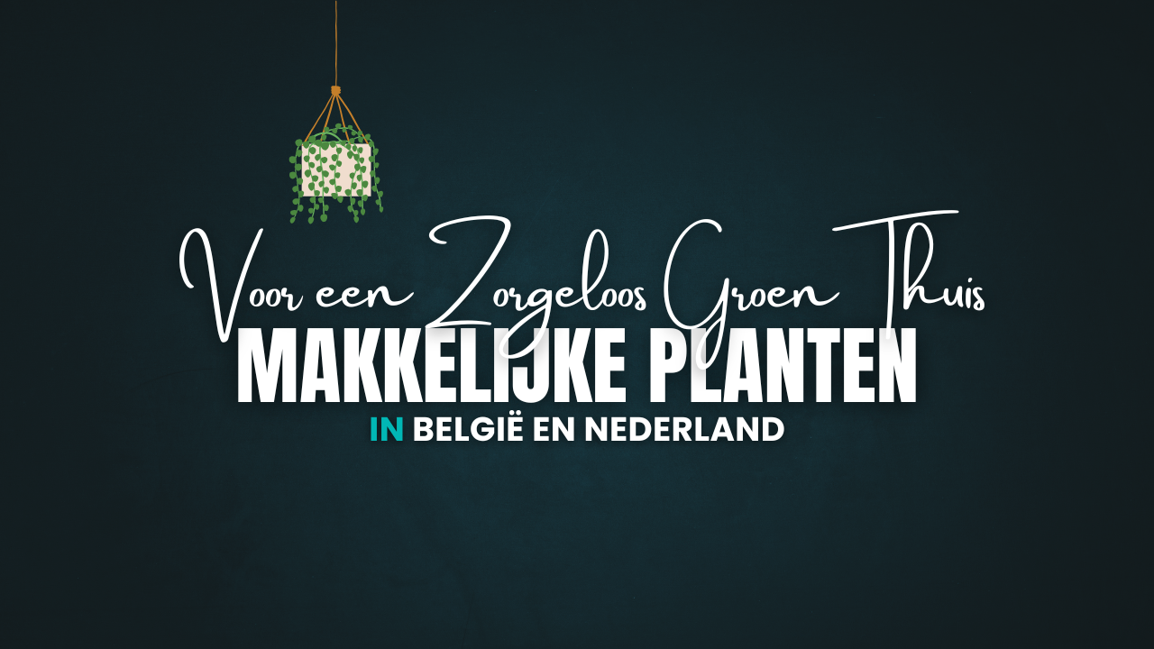 De Beste Makkelijke Planten voor een Zorgeloos Groen Thuis