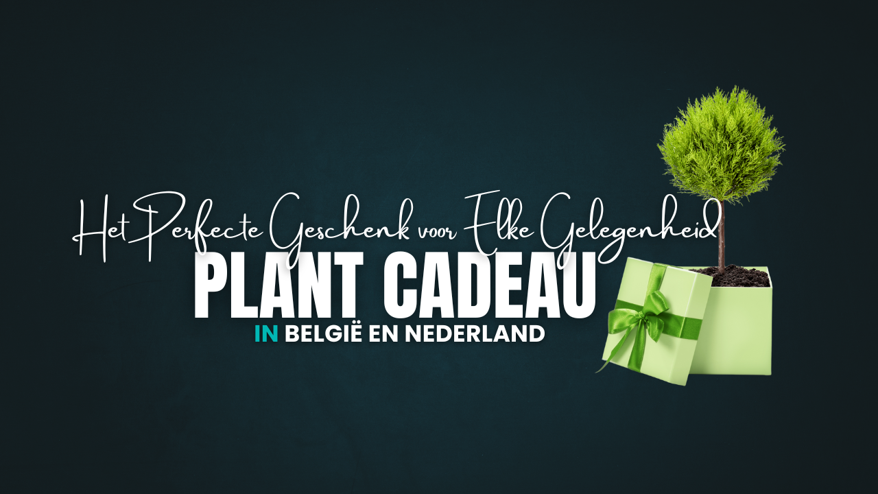 Waarom een Plant Cadeau het Perfecte Geschenk is voor Elke Gelegenheid