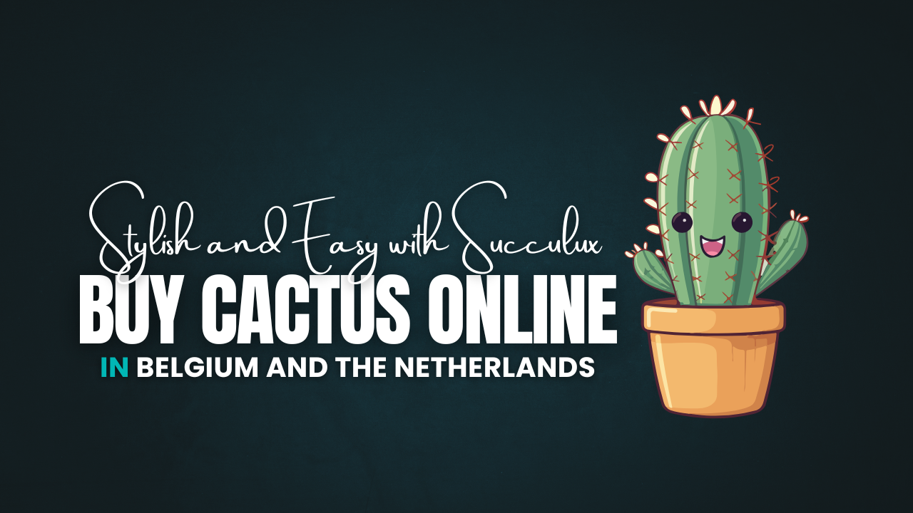 Buy Cactus Online in Belgium and the Netherlands – Stylish and Easy with Succulux