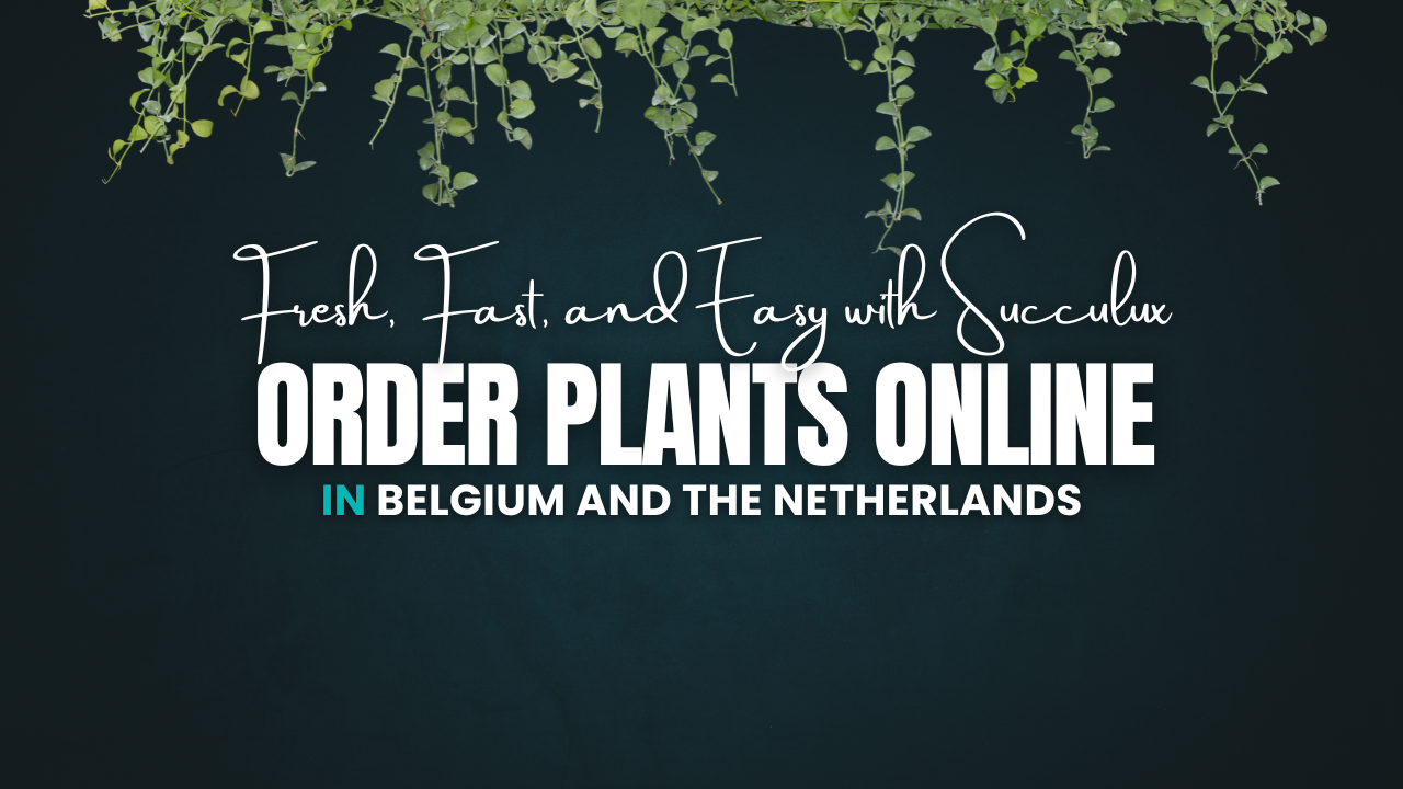 Order Plants Online in Belgium and the Netherlands – Fresh, Fast, and Easy with Succulux