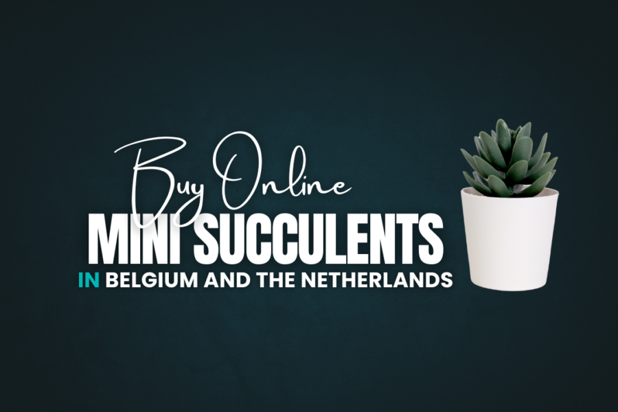 Buy Mini Succulents Online in Belgium and the Netherlands