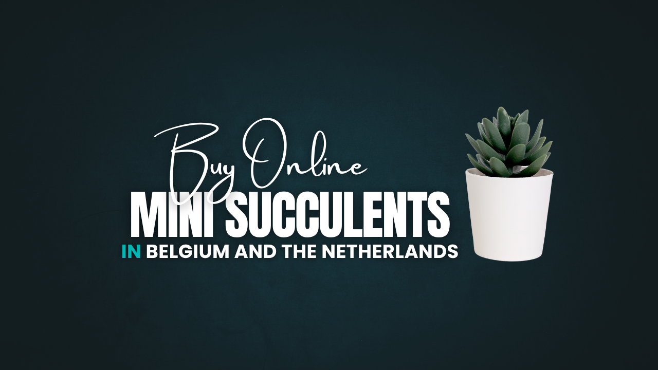 Buy Mini Succulents Online in Belgium and the Netherlands