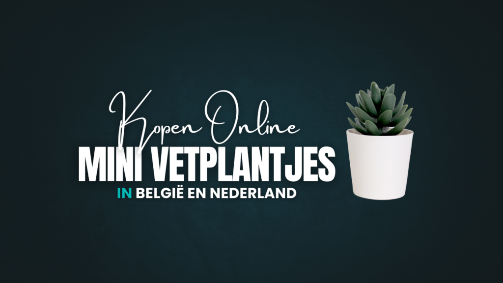 Mini Vetplantjes Kopen Online in België en Nederland