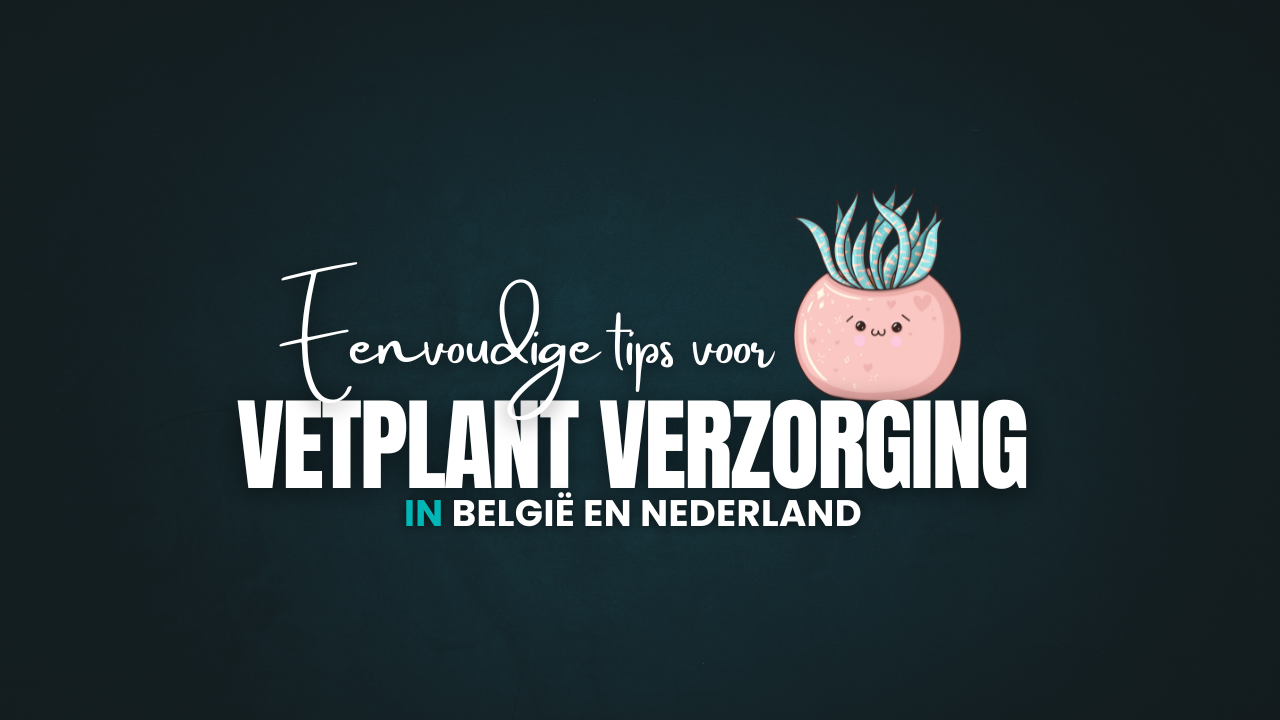 Vetplant Verzorging: Eenvoudige Tips voor België & Nederland