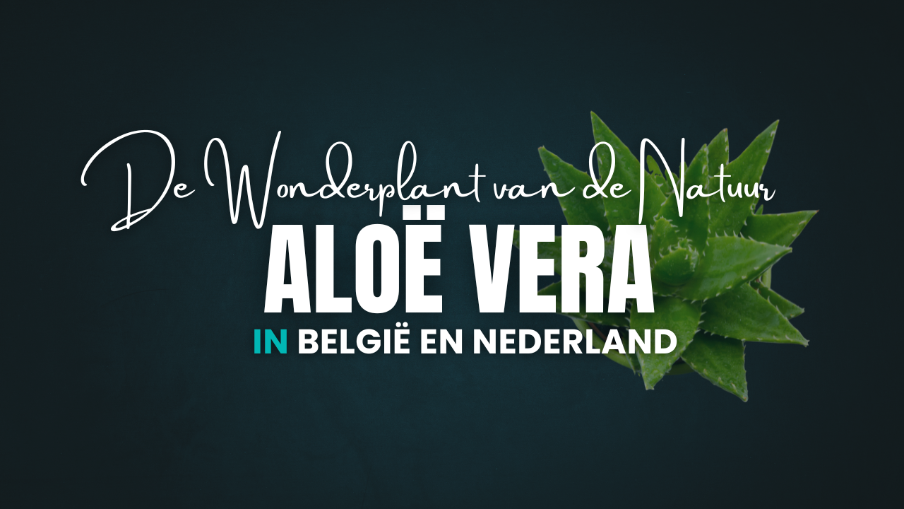 Aloë Vera: Het Wonderplantje van de Natuur en Hoe Je Het Thuis Kweekt