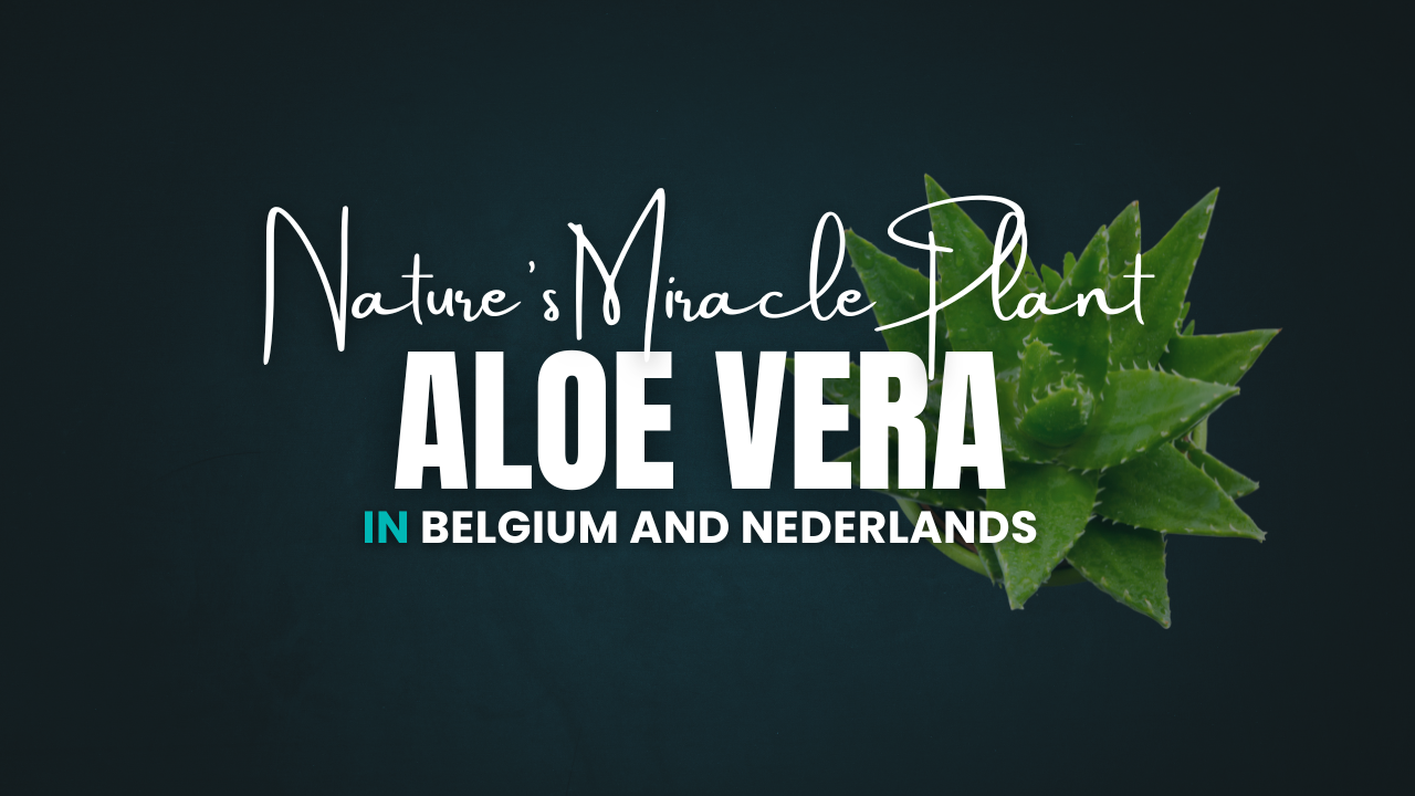 Aloe Vera: Nature’s Miracle Plant and How to Grow It at Home