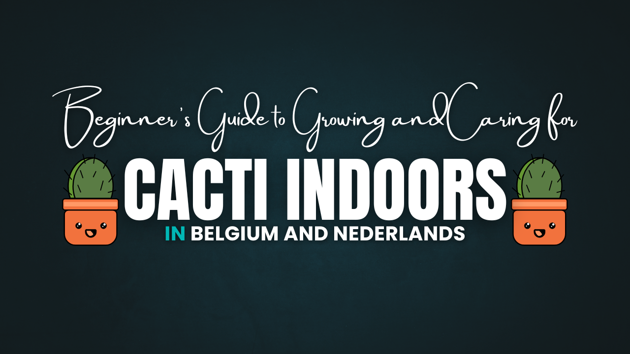 A Beginner’s Guide to Growing and Caring for Cacti Indoors