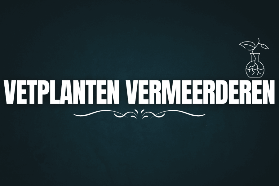 Vetplanten vermeerderen