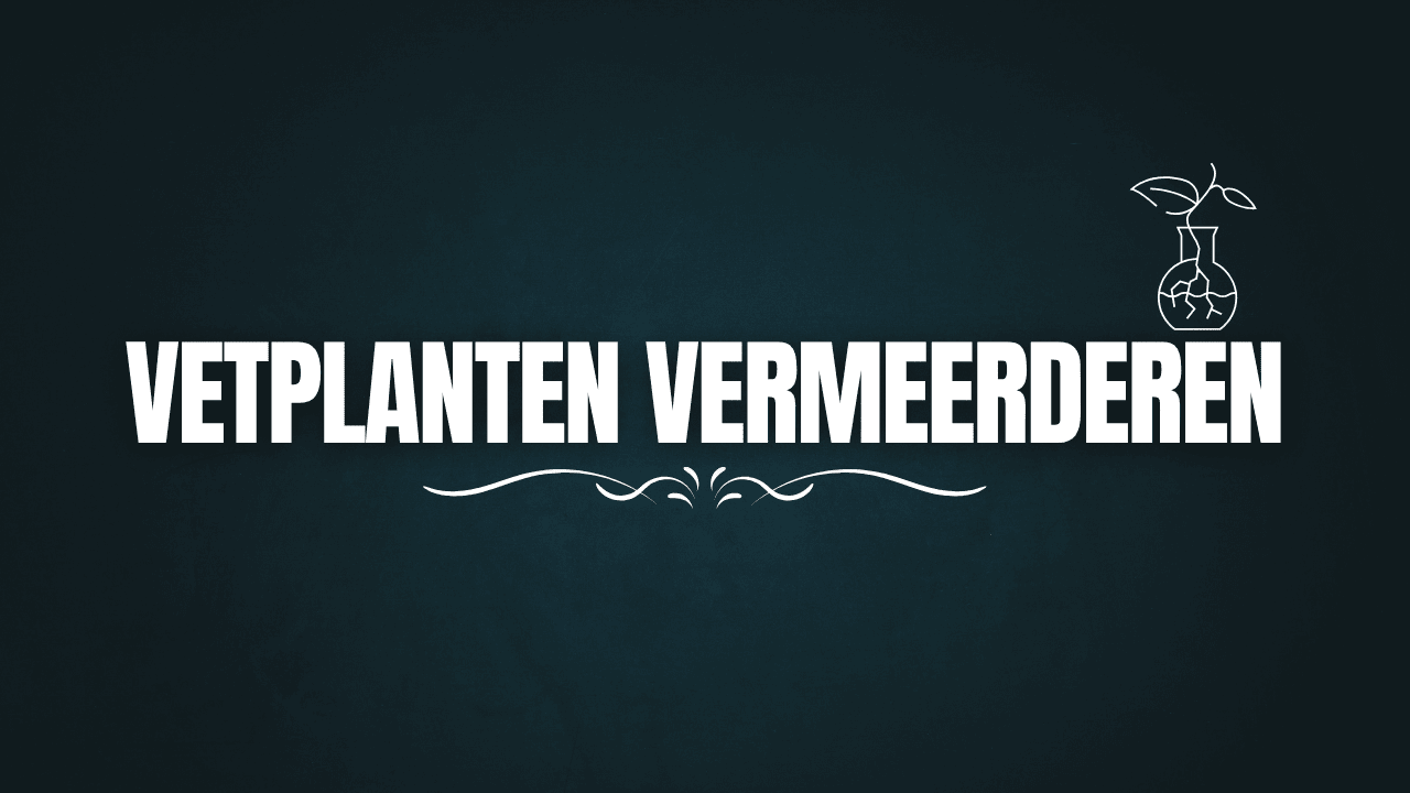 Vetplanten Vermeerderen: Stapsgewijze Gids