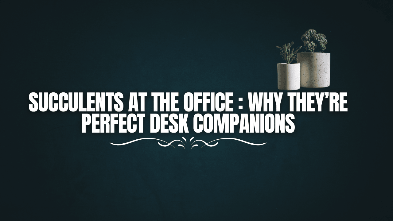 Succulents at the Office: Why They’re Perfect Desk Companions