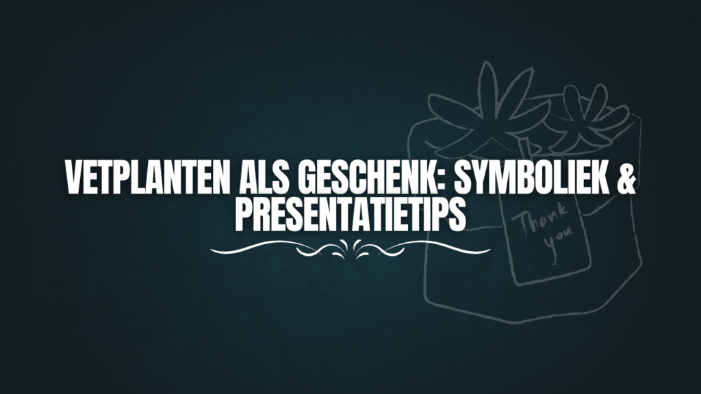 Succulent gift symbolism