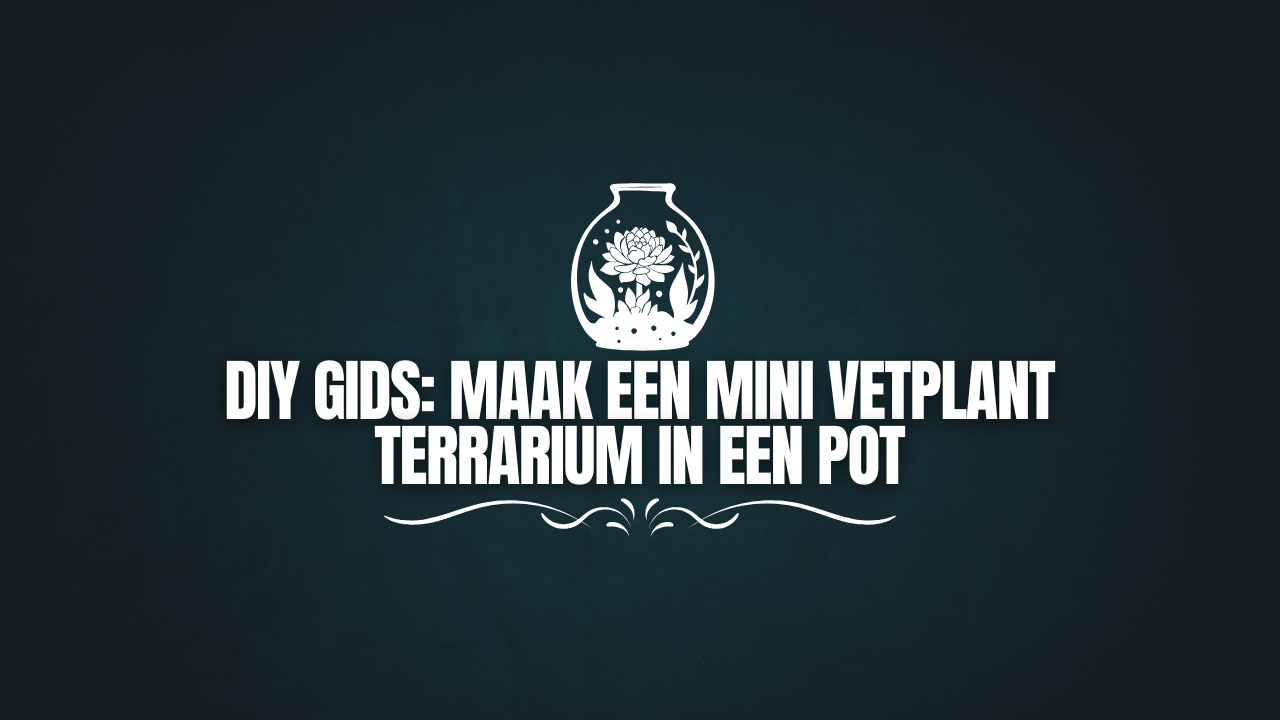 DIY Gids: Maak een Mini Vetplant Terrarium in een Pot