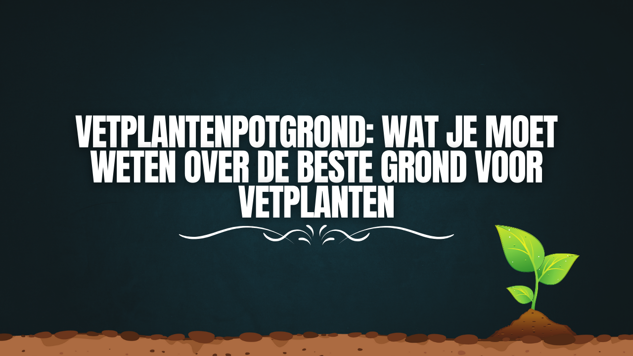 Vetplantenpotgrond: Wat je moet weten over de beste grond voor vetplanten