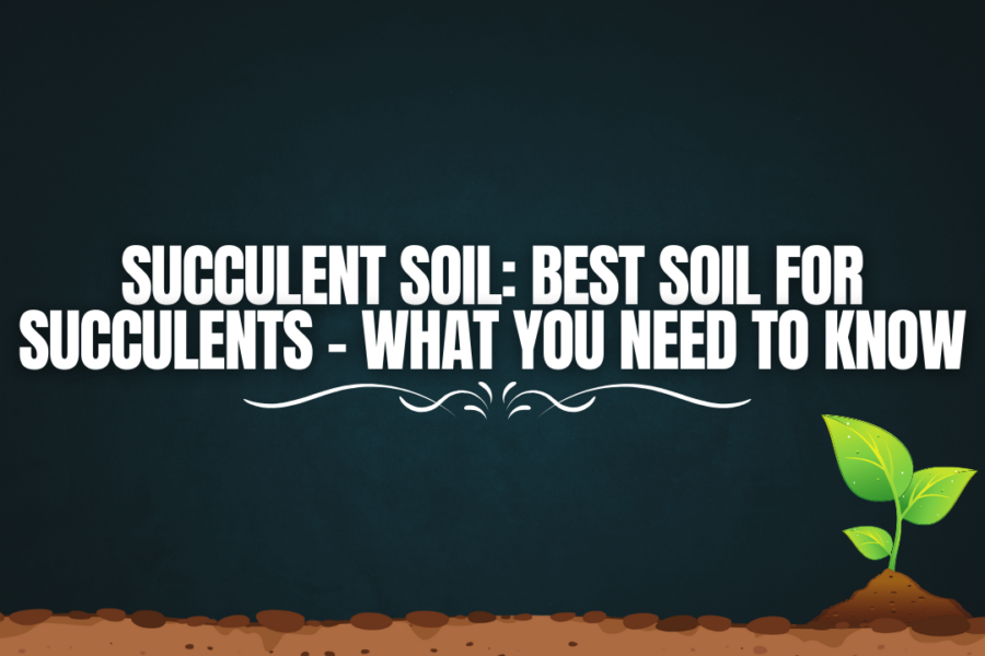 Succulent Soil