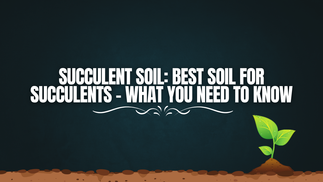 Succulent Soil: Best Soil for Succulents – What You Need to Know