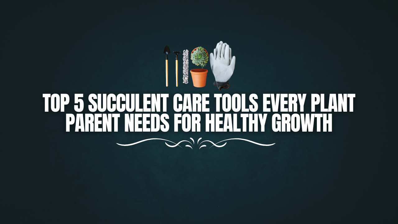 Top 5 Succulent Care Tools Every Plant Parent Needs for Healthy Growth