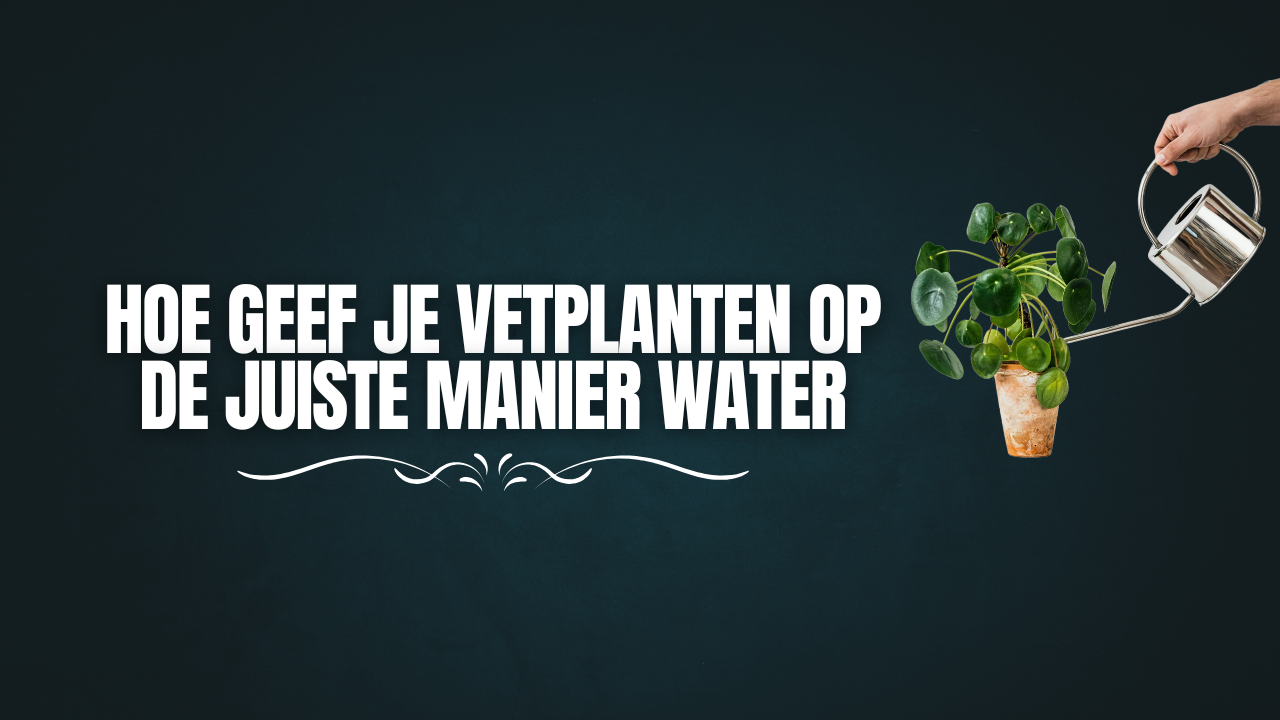 Hoe geef je vetplanten op de juiste manier water